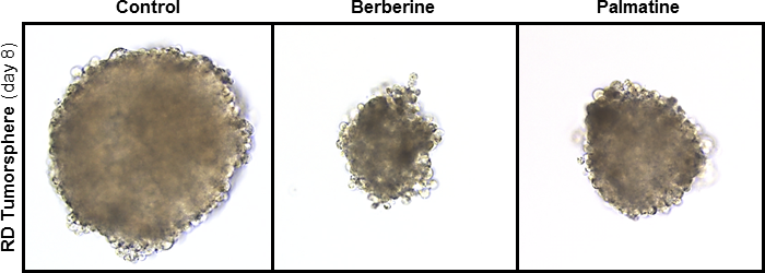 ベルベリン類による横紋筋肉腫の増殖阻害 (３次元) / Berberine analogs inhibit growth of RMS cells (3D)