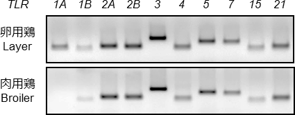 ニワトリ筋芽細胞における TLR 遺伝子の発現 / Expression TLR genes in chicken myoblasts