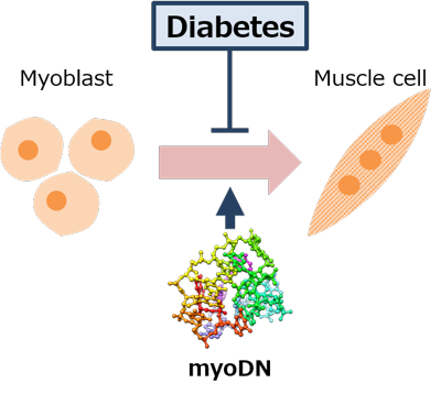 Diabetic myoblasts and myoDN