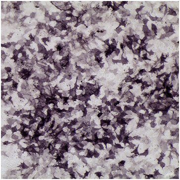 ALP staining of MC3T3-E1 cells