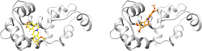 カルモジュリンとベルベリン (左)・パルマチン (右) の結合 / Calmodulin interacts with berberine (left) and palmatine (right)