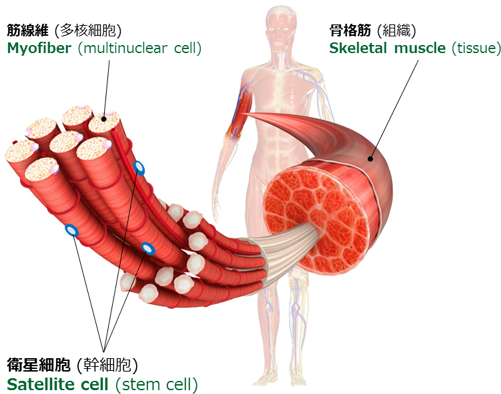 骨格筋幹細胞と筋肉の再生 Skeletal Muscle Stem Cells And Regeneration
