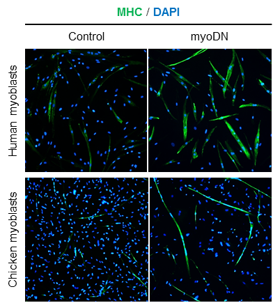 ヒトおよびニワトリ筋芽細胞における myoDN の効果 / Effects of myoDN on human and chicken myoblasts