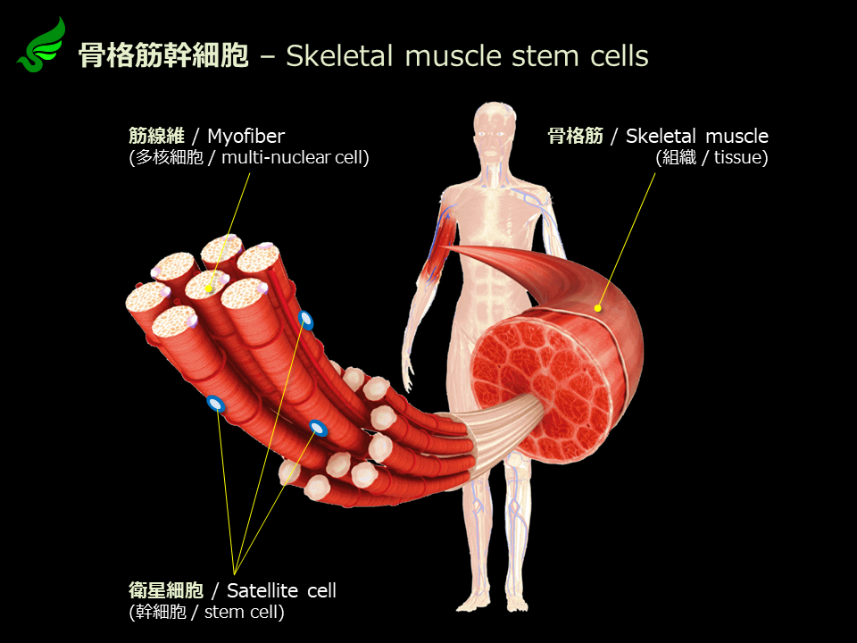 骨格筋幹細胞 (衛星細胞)