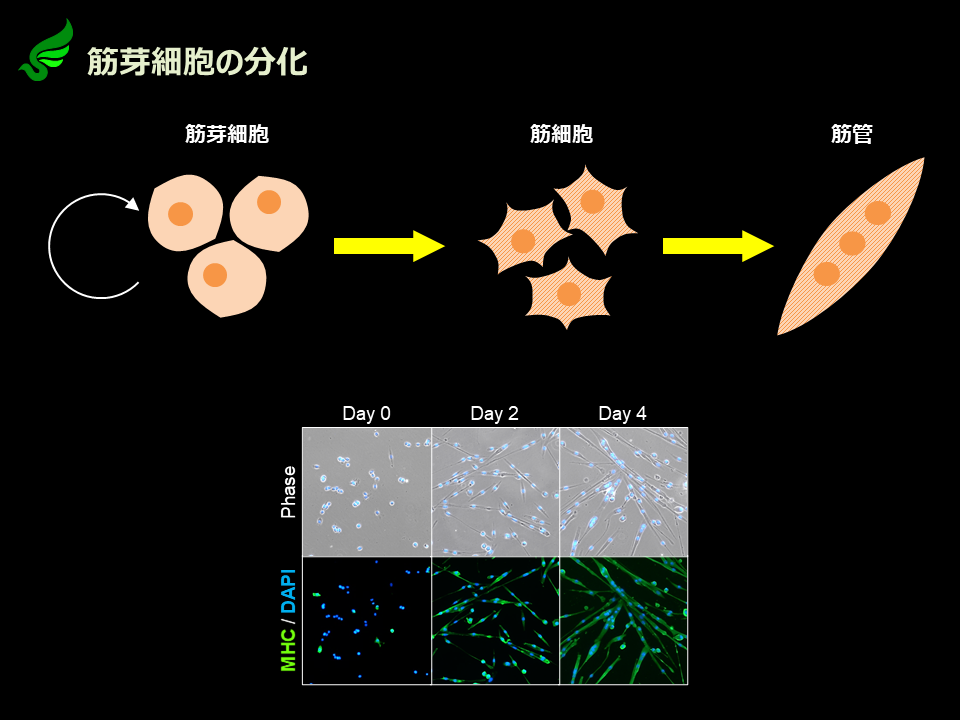 筋芽細胞の培養
